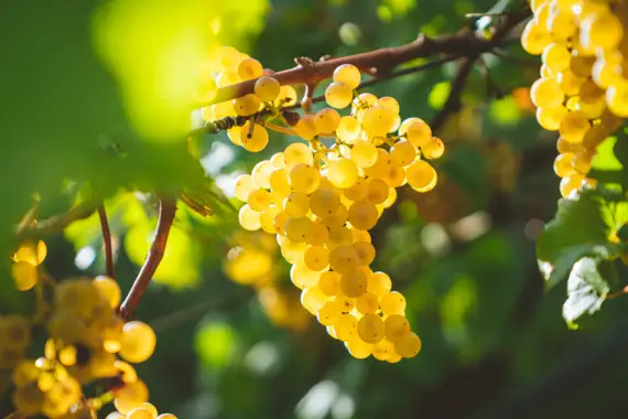 thomson and scott chardonay grapes on vine